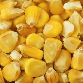 Corn kernels
