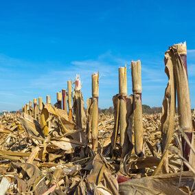 Cornstalks