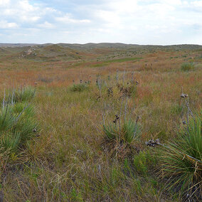 Yucca plants