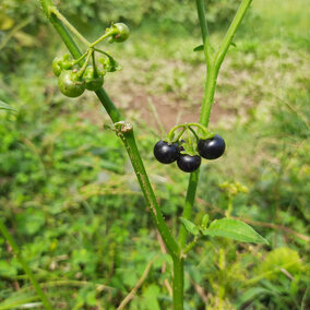  Nightshade plant
