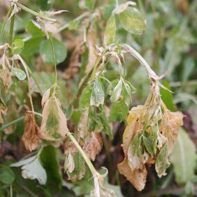 Frost damaged alfalfa