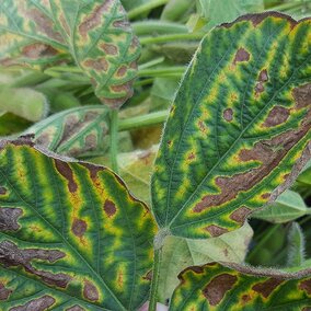 SDS on soybeans