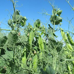 Field peas