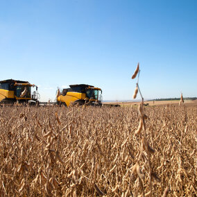 Harvesting soybeans