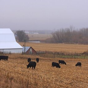 Cattle grazing cornstalks