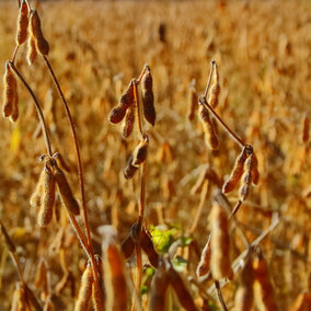 Soybean field