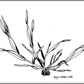 Tillering rye plant illustration