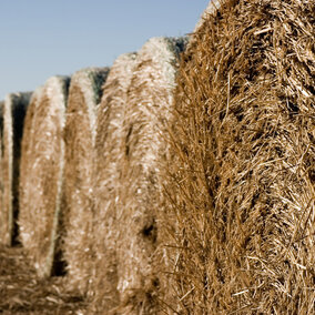 Hay bales in field