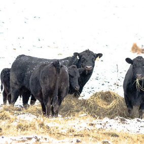 Cattle eating hay