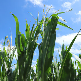 corn tassels on the top of the corn plant
