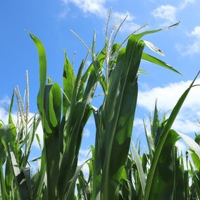Tasseling corn field