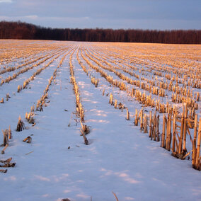 Cornstalks under snow