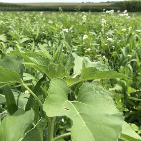 Cover crops in field