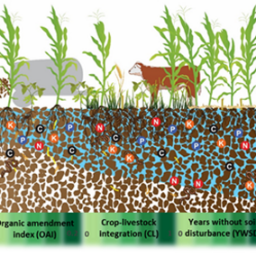 Cover crop infograph