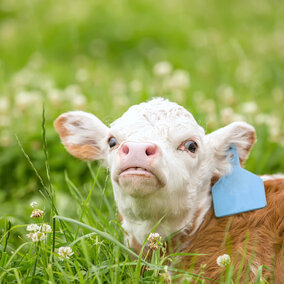 Calf in clover