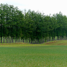 Windbreak in field