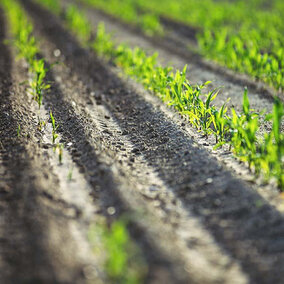 Planted field