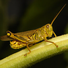 Grasshopper