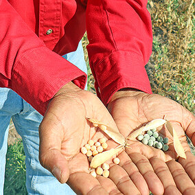 Dipak Santra holding field peas