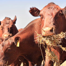 Cattle eating hay