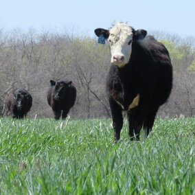 Cattle grazing