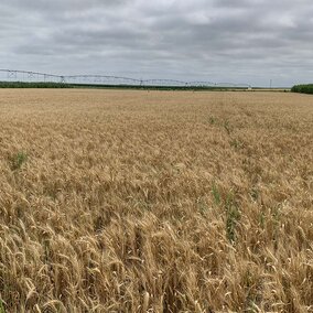 Hard red spring wheat field