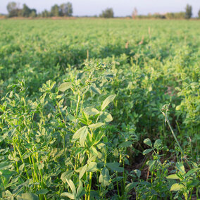 Alfalfa field