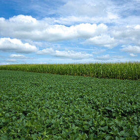 Corn and soybean field