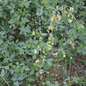 Alfalfa with girdled stems