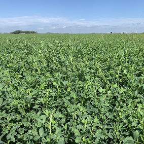 Alfalfa field