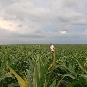 Kudera in field