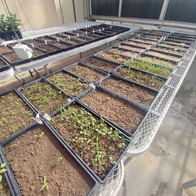 Soil seedbank trays