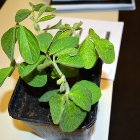 Plant in seedling container