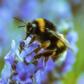 Bee on flower