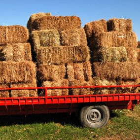 Hay bales on trailer