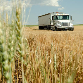 Grain truck in field