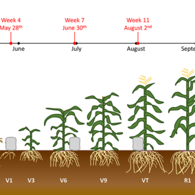 Cover crop growth chart