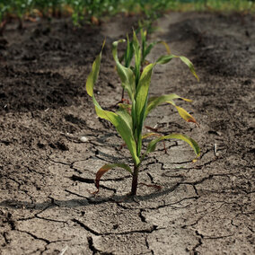 Drought-affected field