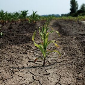 Corn plant in drought