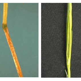 Wheat with freeze injury