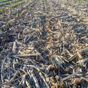 Frost damaged soybeans