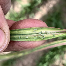 Russian wheat aphids