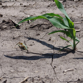 Corn seedling