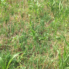 Forages
