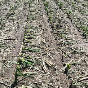 Hail damaged crops