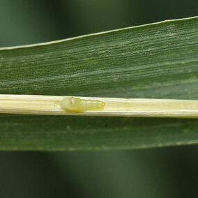 Wheat stem maggot