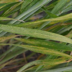 Wheat streak mosaic