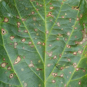 Frogeye leaf spot 