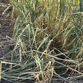 Hail damaged wheat