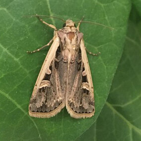 Western bean cutworm adult